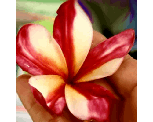 Plumeria Rubra Miracle