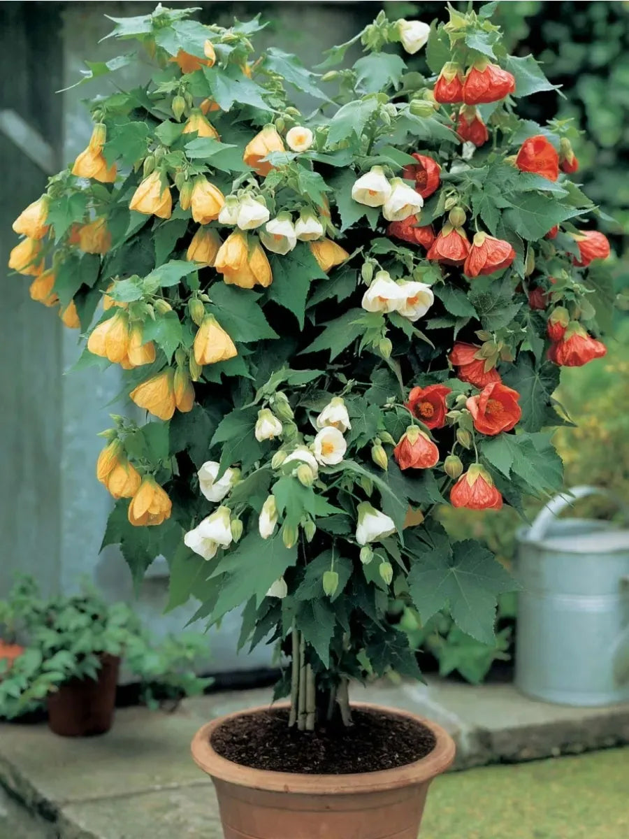 Mixed Abutilon Flower