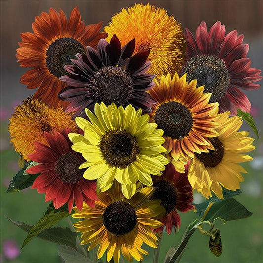 Mixed Colors and Species Sunflower