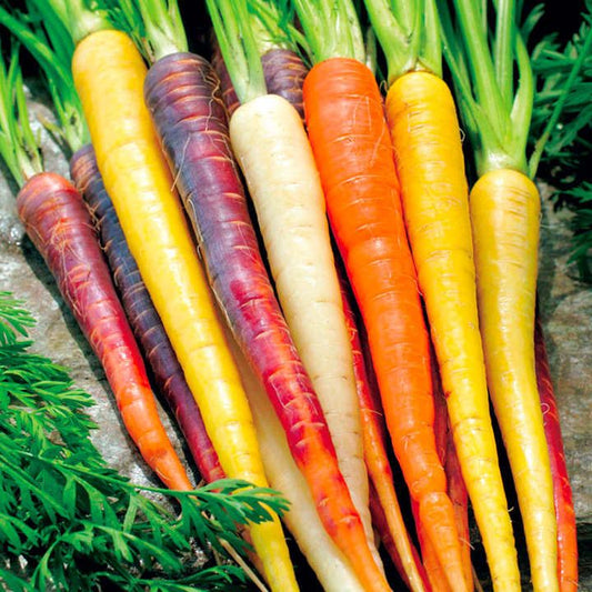 Mixed Rainbow Carrots