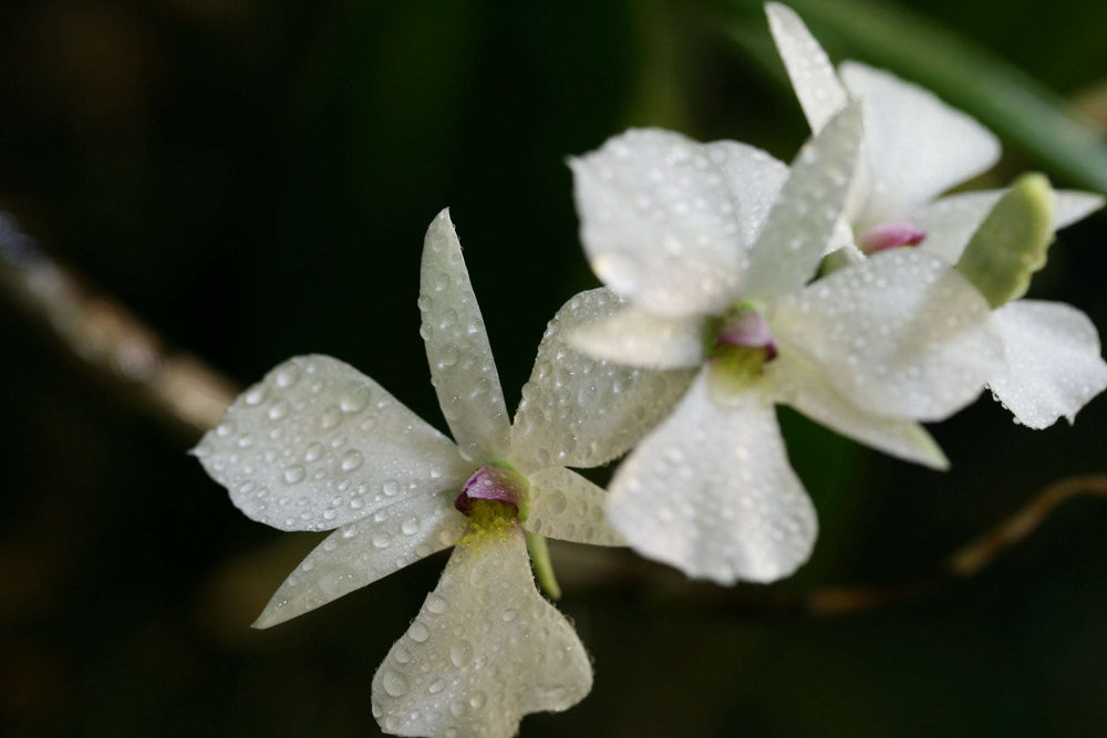 Dendrobium fytchianum orchid