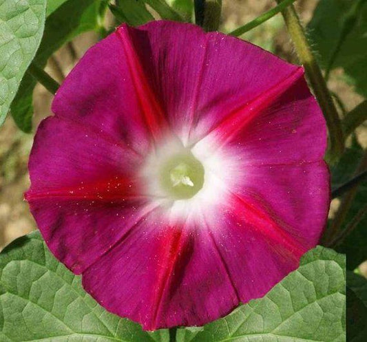 Morning Glory Scarlet Ohara Ivy