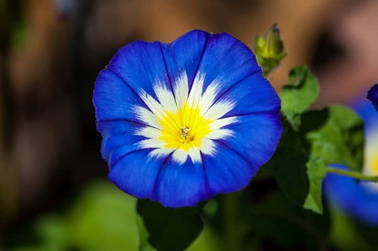 Morning Glory Royal Ensign Blue