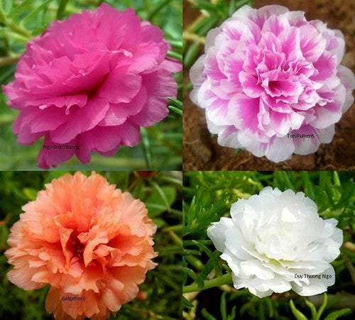 Moss Rose Extra Double mix