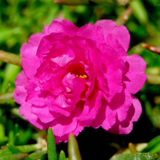 Moss Rose Longbloom double mix