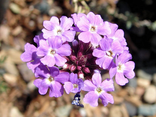 Moss verbena