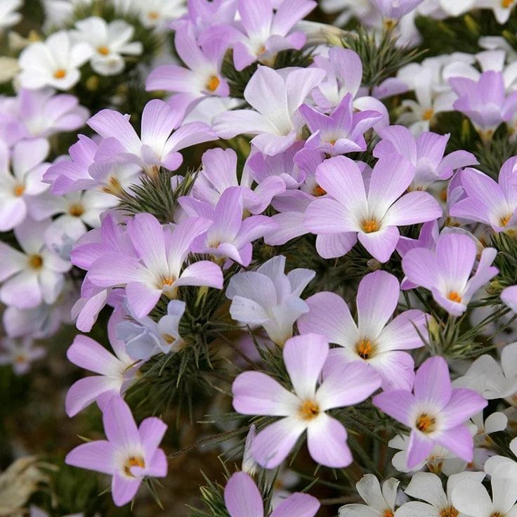Mountain Phlox