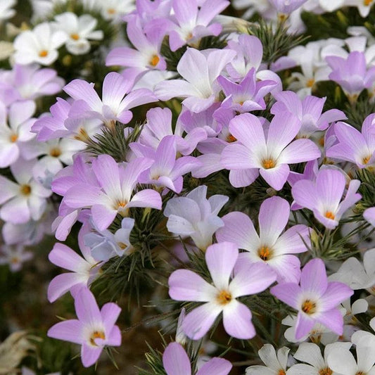 Mountain Phlox