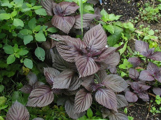 Shiso Red Leaf