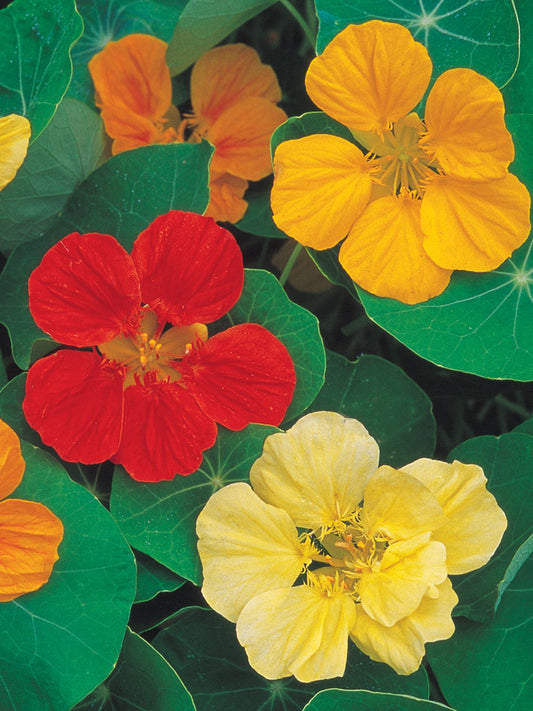 Nasturtium Honolulu