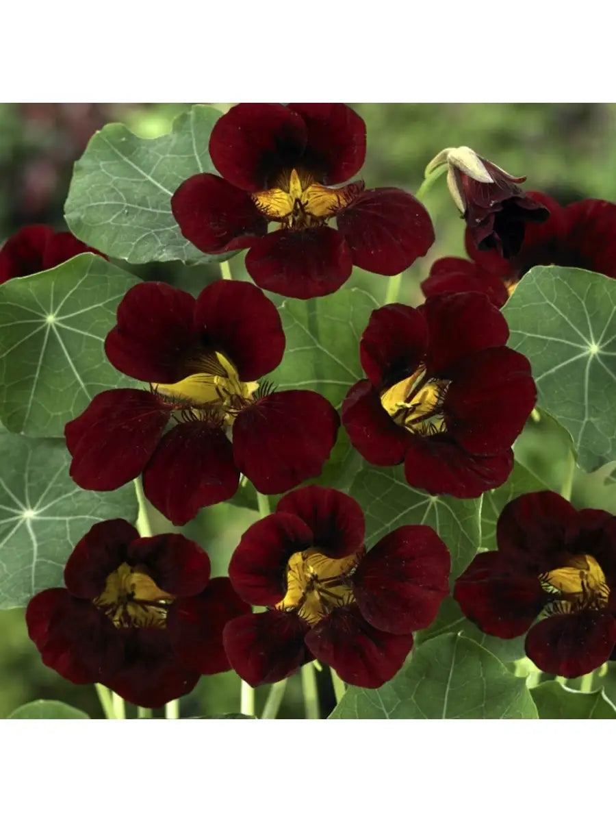 Nasturtium Tom Thumb 'Black Velvet'