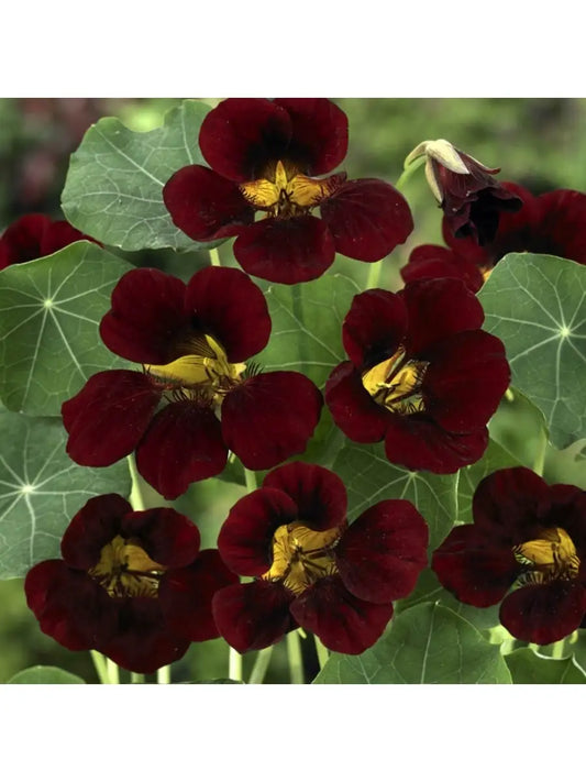 Nasturtium Tom Thumb 'Black Velvet'
