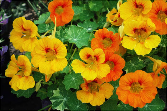 Nasturtium 'Double gleam hybrids' mix
