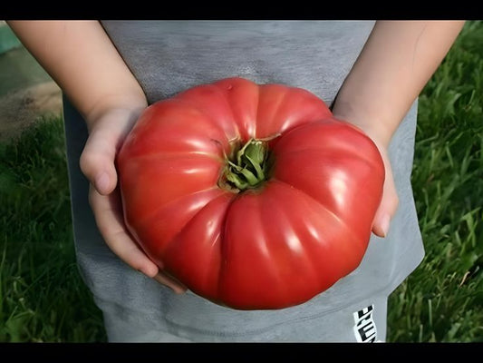 Natural Giant Belgian Tomato