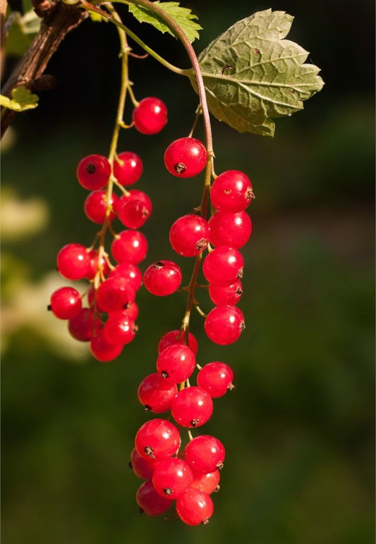 Natural Red Currant Grape