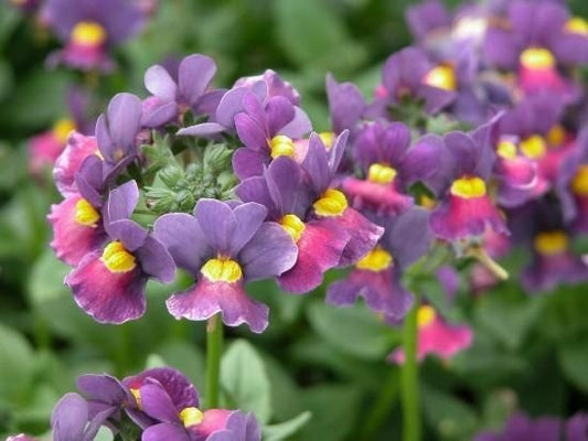 Nemesia 'Carnival' mixed