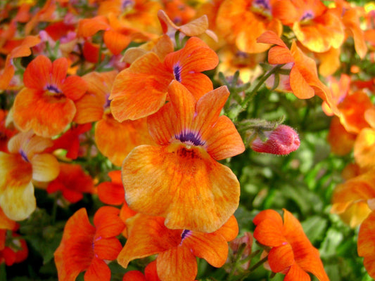Nemesia 'Prince' Orange