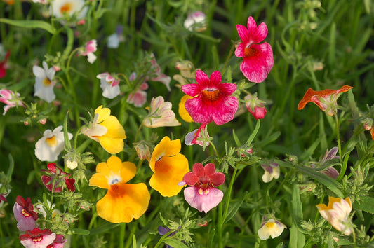 Nemesia 'Sundrops' mixed