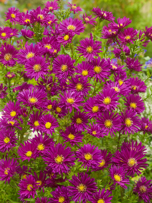 New York Aster 'novi-belgii'