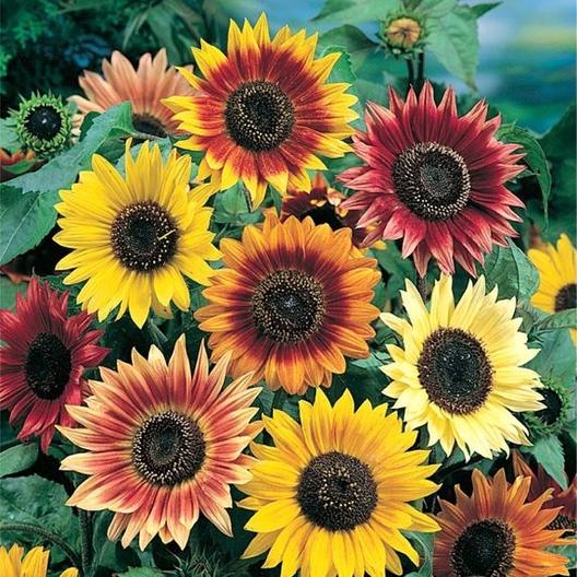 Autumn Beauty Colorful Sunflower