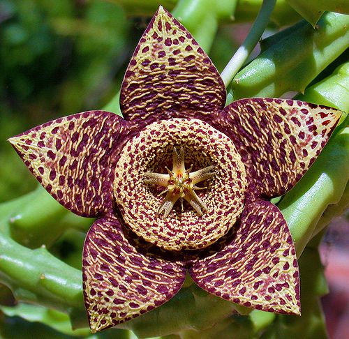 Orbea variegata (Starfish Flower Plant, Toad or Carrion Cactus)