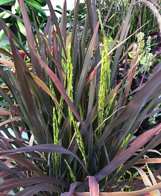 Ornamental rice 'Black madras'
