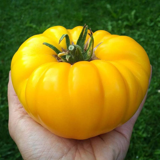 Beefsteak Tomato 'Yellowstone'