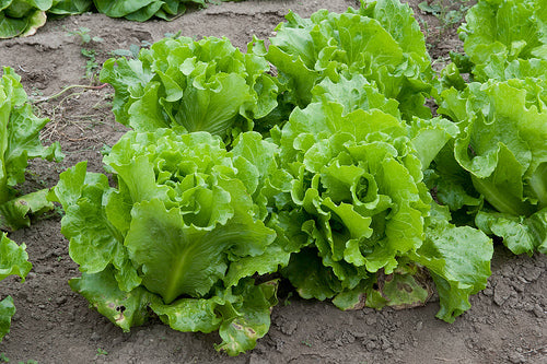 Summer Crisp Lettuce