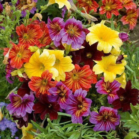 Painted Tongue 'Superbissima' mix