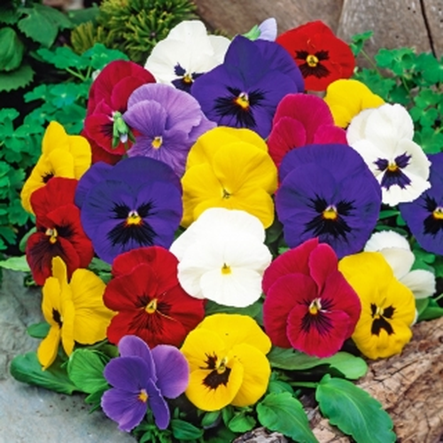 Pansy Swiss Giant Mix