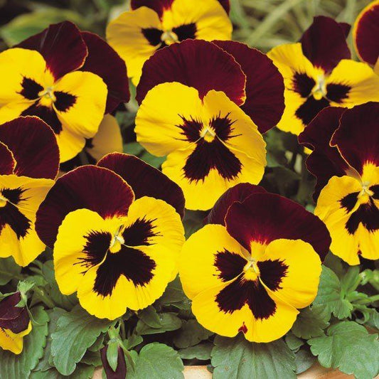 Pansy Swiss Giant Red Wings
