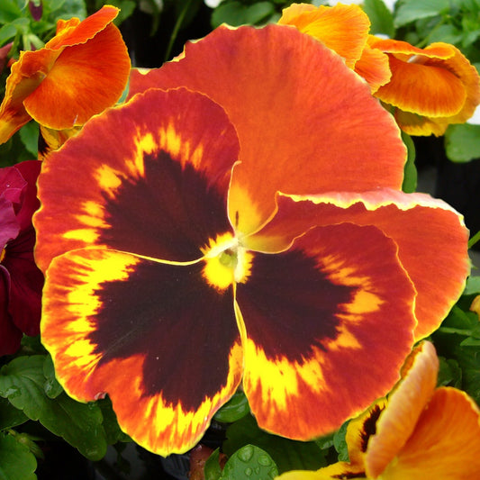 Pansy Swiss 'Giant Flame'