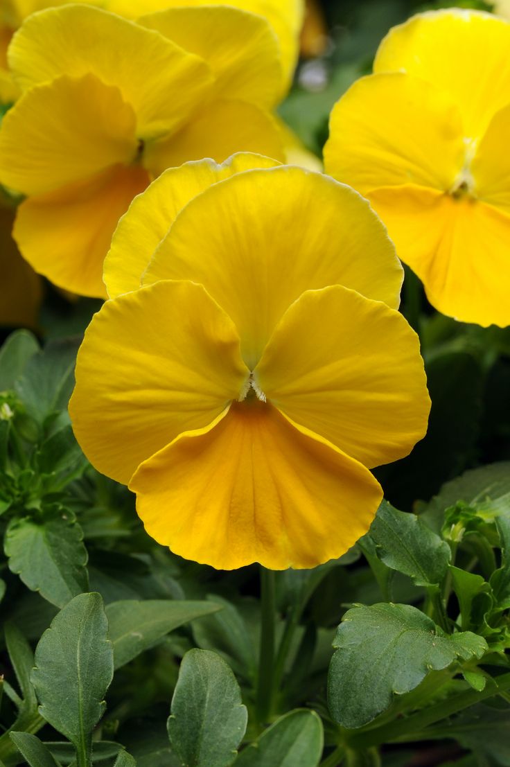 Pansy Swiss Giant Golden Yellow