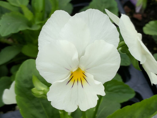 Pansy swiss giant 'White lady'