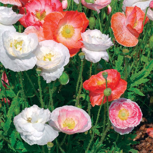 Papaver rhoeas 'Shirley Poppy' mix