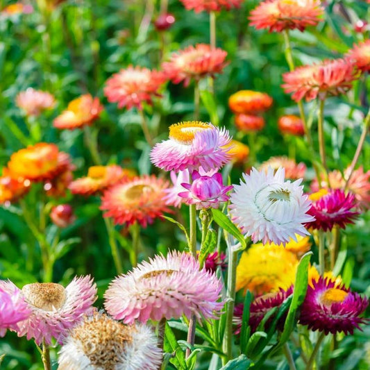 Paper Daisy Everlasting Giant flowered mixture