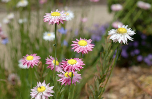 Paper Daisy Immortelle Mix