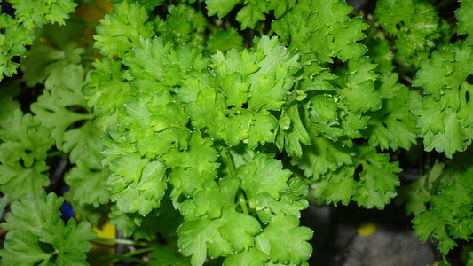 Parsley 'Festival 68'