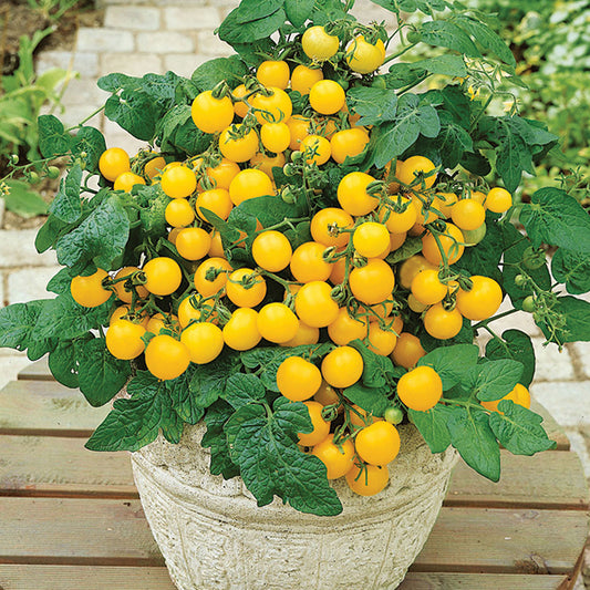 Patio Choice Yellow Hybrid Tomato