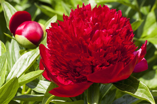 Peony Poppy Red