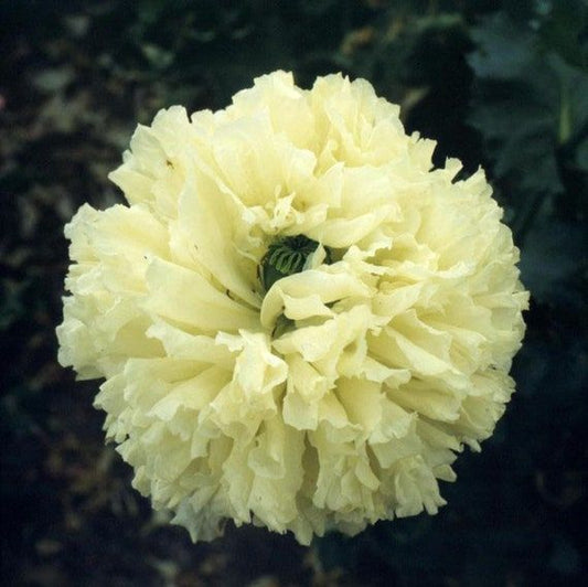 Peony Poppy Yellow