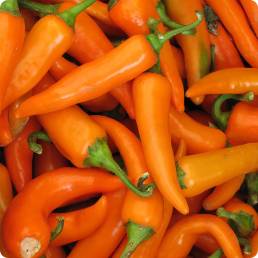 Bulgarian Carrot Hot Pepper