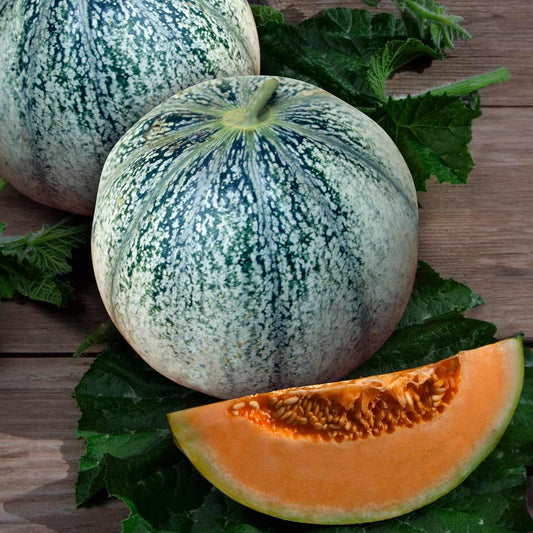 Petit Gris de Rennes melon
