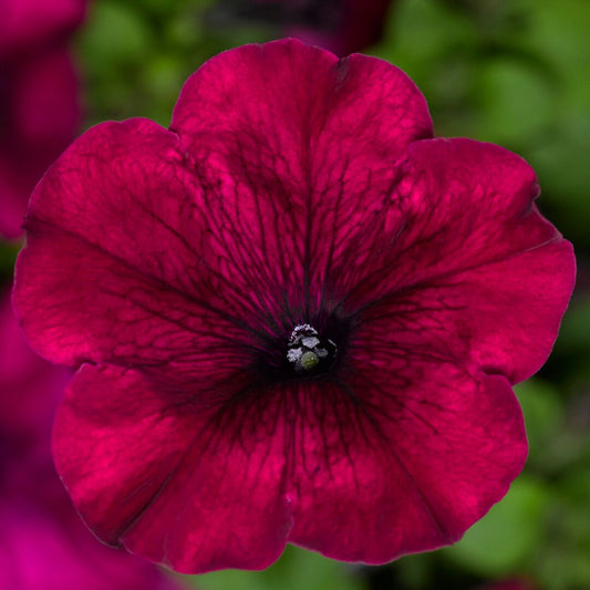 Petunia F1 Quinto Burgundy
