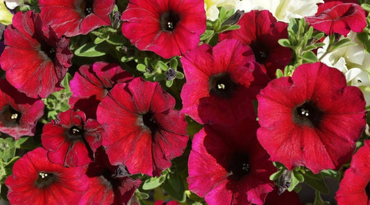 Petunia Scarlet Red 'Fire Chief'