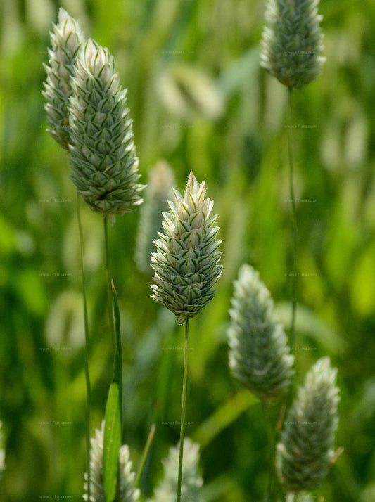 Phalaris canariensis 'Canary Grass'