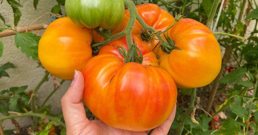 Pineapple Tomato