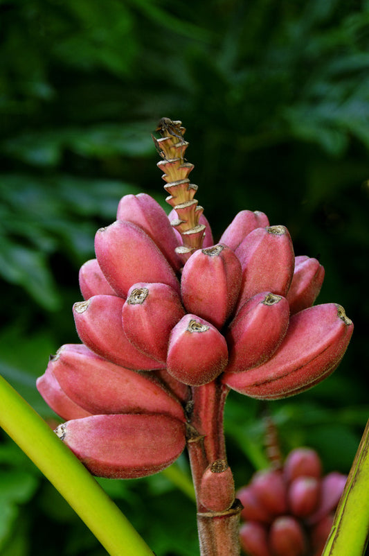 Pink Banana