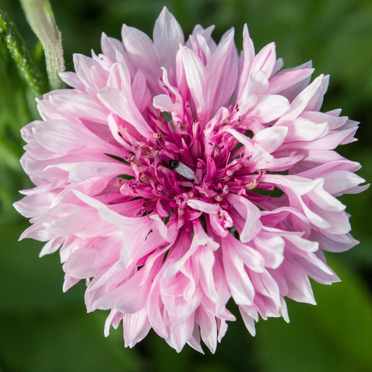 Cornflower 'Tom Pouce Pink'