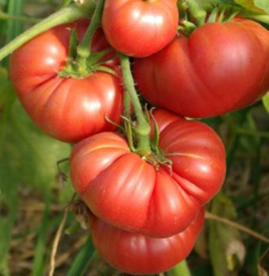 Pink Ponderosa Tomato
